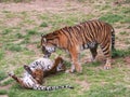 Two Tiger cubs playing Royalty Free Stock Photo