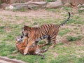 Two Tiger cubs playing Royalty Free Stock Photo