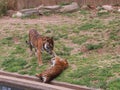 Two Tiger cubs playing Royalty Free Stock Photo