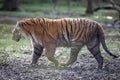 Two tiger fighting in the jungle Royalty Free Stock Photo