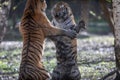 Two tiger fighting in the jungle Royalty Free Stock Photo