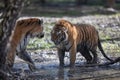 Two tiger fighting in the jungle Royalty Free Stock Photo