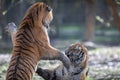 Two tiger fighting in the jungle Royalty Free Stock Photo