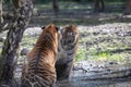 Two tiger fighting in the jungle Royalty Free Stock Photo