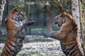 Two tiger fighting in the jungle Royalty Free Stock Photo