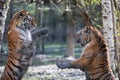 Two tiger fighting in the jungle Royalty Free Stock Photo