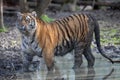 Two tiger fighting in the jungle Royalty Free Stock Photo