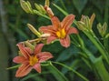 Two Tiger Lily flowers in the rain Royalty Free Stock Photo