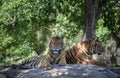 Two tiger lying on rock floor