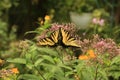 Two Tiger swallowtail Butterflies on Joe Pye Weed