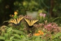 Two Tiger swallowtail Butterflies  on Joe Pye Weed Royalty Free Stock Photo