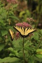 Two Tiger swallowtails on Joe Pye Weed Royalty Free Stock Photo