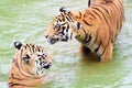 Two tiger in water playing Royalty Free Stock Photo