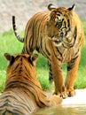 Two tigers