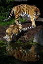 Two tigers Royalty Free Stock Photo