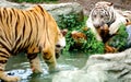 Two Tigers Royalty Free Stock Photo