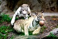 Two Tigers Royalty Free Stock Photo