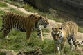 Two tigers Royalty Free Stock Photo