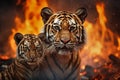 Two tigers briskly walk in front of a raging fire, symbolizing their escape from a dangerous forest blaze