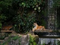 The two tigers chilling and relax at the Khao Keow open zoo at Sri Racha, Chonburi, Thailand