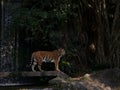 The two tigers chilling and relax at the Khao Keow open zoo at Sri Racha, Chonburi, Thailand