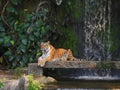 The two tigers chilling and relax at the Khao Keow open zoo at Sri Racha, Chonburi, Thailand