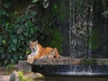 The two tigers chilling and relax at the Khao Keow open zoo at Sri Racha, Chonburi, Thailand