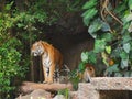 The two tigers chilling and relax at the Khao Keow open zoo at Sri Racha, Chonburi, Thailand