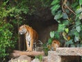 The two tigers chilling and relax at the Khao Keow open zoo at Sri Racha, Chonburi, Thailand