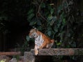 The two tigers chilling and relax at the Khao Keow open zoo at Sri Racha, Chonburi, Thailand