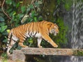 The two tigers chilling and relax at the Khao Keow open zoo at Sri Racha, Chonburi, Thailand