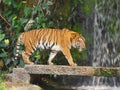 The two tigers chilling and relax at the Khao Keow open zoo at Sri Racha, Chonburi, Thailand