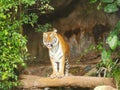 The two tigers chilling and relax at the Khao Keow open zoo at Sri Racha, Chonburi, Thailand