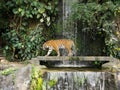 The two tigers chilling and relax at the Khao Keow open zoo at Sri Racha, Chonburi, Thailand