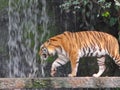 The two tigers chilling and relax at the Khao Keow open zoo at Sri Racha, Chonburi, Thailand