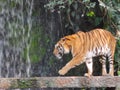 The two tigers chilling and relax at the Khao Keow open zoo at Sri Racha, Chonburi, Thailand