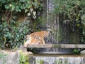 The two tigers chilling and relax at the Khao Keow open zoo at Sri Racha, Chonburi, Thailand