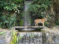 The two tigers chilling and relax at the Khao Keow open zoo at Sri Racha, Chonburi, Thailand