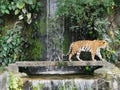 The two tigers chilling and relax at the Khao Keow open zoo at Sri Racha, Chonburi, Thailand