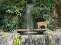 The two tigers chilling and relax at the Khao Keow open zoo at Sri Racha, Chonburi, Thailand