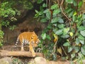 The two tigers chilling and relax at the Khao Keow open zoo at Sri Racha, Chonburi, Thailand