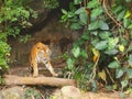 The two tigers chilling and relax at the Khao Keow open zoo at Sri Racha, Chonburi, Thailand