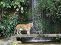 The two tigers chilling and relax at the Khao Keow open zoo at Sri Racha, Chonburi, Thailand