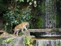 The two tigers chilling and relax at the Khao Keow open zoo at Sri Racha, Chonburi, Thailand