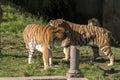 Two tigers fight in a zoo