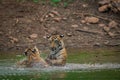 Two tigers fighting and playing in a lake water with splash Royalty Free Stock Photo