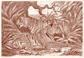 Two tigers panthera tigris in the jungle