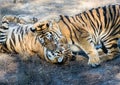 Two tigers play and fight Royalty Free Stock Photo