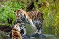 Two tigers playfighting on the edge of a pond Royalty Free Stock Photo