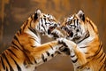 Two Tigers Playing With Each Other in a Zoo Royalty Free Stock Photo